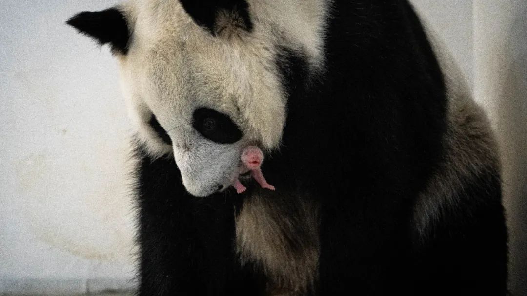 俄羅斯歷史上首只大熊貓幼崽降生